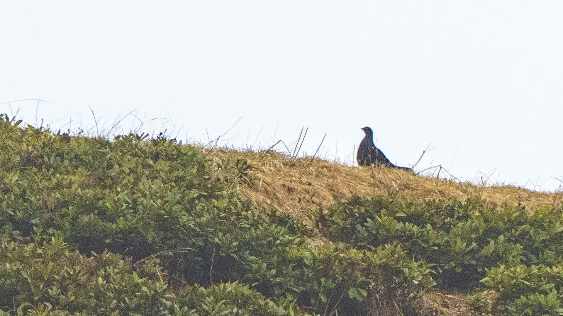 Caucasian Grouse — Ana fotoğraf
